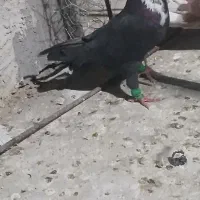 کبوتر ریش کاکل