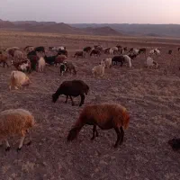 20 عدد بز دامازلخ|حیوانات مزرعه|خواجه, |دیوار