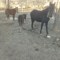 مادیان وکره|اسب و تجهیزات اسب‌سواری|الشتر, |دیوار