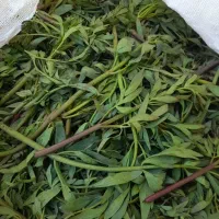 کرفس کوهی با ساقه