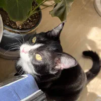 واگذاری رایگان گربه