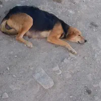 سگ قوچان|سگ|قوچان, |دیوار