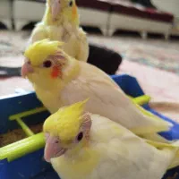 سه عدد عروس هلندی تازه دونه خور دستی ورام