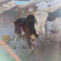 گوساله نر اصل سیمنتال