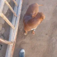 سگ توله هشت ماه|سگ|قروه, |دیوار