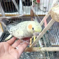 عروس هلندی دستی