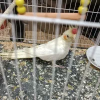 پرنده عروس هلندی و مرغ عشق|پرنده|چناران, |دیوار