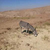 کره خر نر