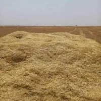 فروش کاه گندم وکلش ویونجه|حیوانات مزرعه|کرج, شهرک ظفر|دیوار