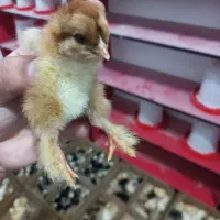 جوجه یک روزه محلی ورنگی|حیوانات مزرعه|قم, علی آباد سعدگان|دیوار