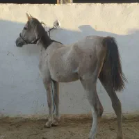 پنج راس کره اسب فی پایین|اسب و تجهیزات اسبسواری|رونیز, |دیوار