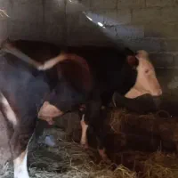 گاونر ورزا سیمینتال اصیل|حیوانات مزرعه|رشت, فرودگاه سردار جنگل رشت|دیوار