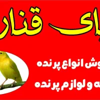 دنیای قناری