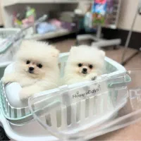 سگ پامر..پامرانین ۷۶ روزه