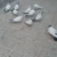 کفتر پرشی|پرنده|تهران, اقدسیه|دیوار