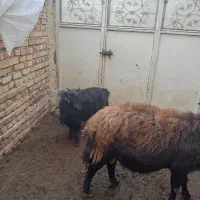 فروش قوچ|حیوانات مزرعه|ارومیه, |دیوار