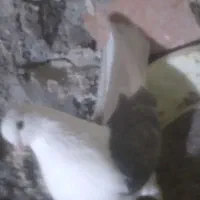 با سلام یک عدد کبوتر پشتار ماده ریحانی جوان|پرنده|میانه, |دیوار