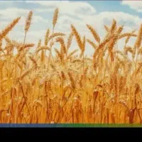 فروش ۴یا ۵تن گندم دیم
