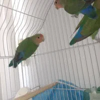 طوطی برزیلی|پرنده|قروه, |دیوار