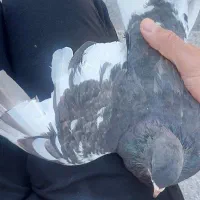 قهوه ای گلدار