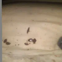 سمپاشی ساس،سوسک و...با ضمانت کتبی