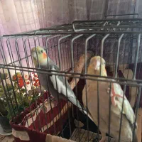 عروس هلندی|پرنده|کرج, شاهین‌ویلا|دیوار