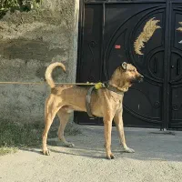 سگ سرابی نر