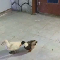 دو عدد اردک|حیوانات مزرعه|جعفرآباد, |دیوار