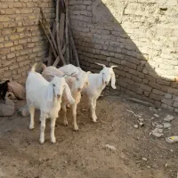 سانن بز