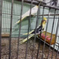 جفت عروس هلندی|پرنده|آمل, |دیوار