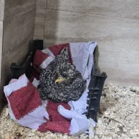 مرغ سلطان