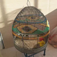 قفس سهره خاکی (طرقه)|لوازم جانبی حیوانات|شیراز, شهرک فرزانگان|دیوار