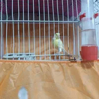 قناری|پرنده|اشتهارد, |دیوار