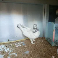 کله دمبی سفید پرپر ماده