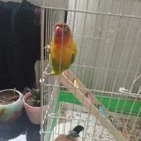 طوطی برزیلی|پرنده|مشگین شهر, |دیوار