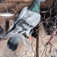 تهرانی وپلاکی معاوضه دارم باتوله سرابی یا پژدر نر|پرنده|آبدانان, |دیوار