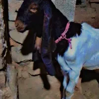 تیشتر افغانی