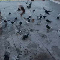 کفترو خروس و مرغ