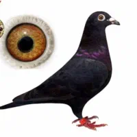 کبوترم گمشده از زیر در رفته بیرون