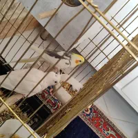۳جفت طوطی|پرنده|قزوین, |دیوار
