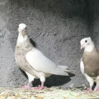 طوقی