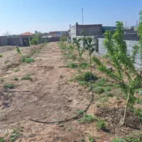 فروش باغ دور دیوار در قشلاق (مقابل تپه سلام )