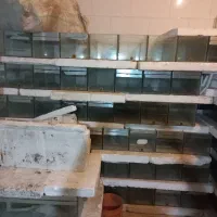 آکواریوم پرورش ماهی