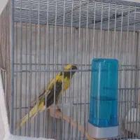 قناری ، فنچ ، مرغ عشق
