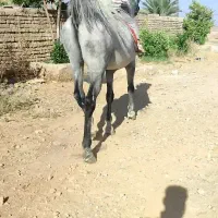 اسب نریان ومادیان با کره