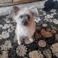 نژاد تریر|سگ|تهران, سلسبیل جنوبی|دیوار