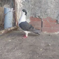 کبوتر ساده دم سیاه کاکلی صید