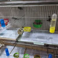 فنج بنگالی صحیح وسلامت|پرنده|پاکدشت, پاکدشت (مامازند)|دیوار