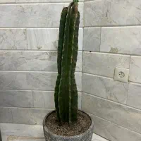 گل با گلدون