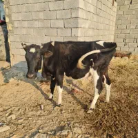 گاو آبستن|حیوانات مزرعه|ارزوئیه, |دیوار